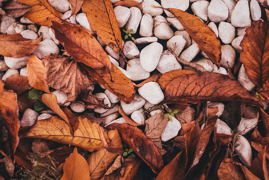 stones, fall/autumn, Leaves, fall, autumn, nature, natural, leaf, season, yellow