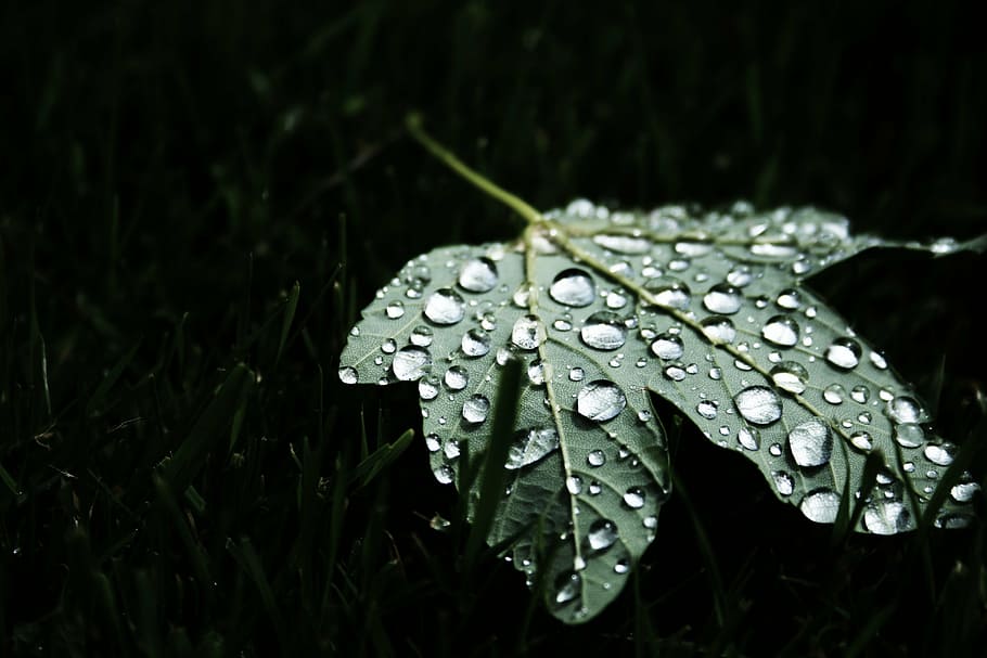green, leaf, water droplet, palmate, tree, water, droplets, dew, nature, drop