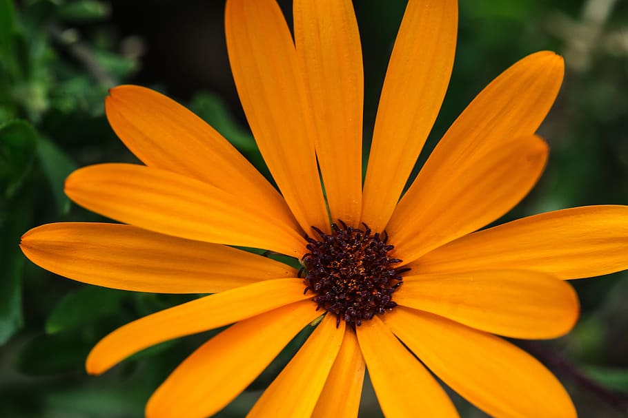 mostrando, detalles, naranja, flor, imagen, capturada, canon 6, 6d, +, 100 mm