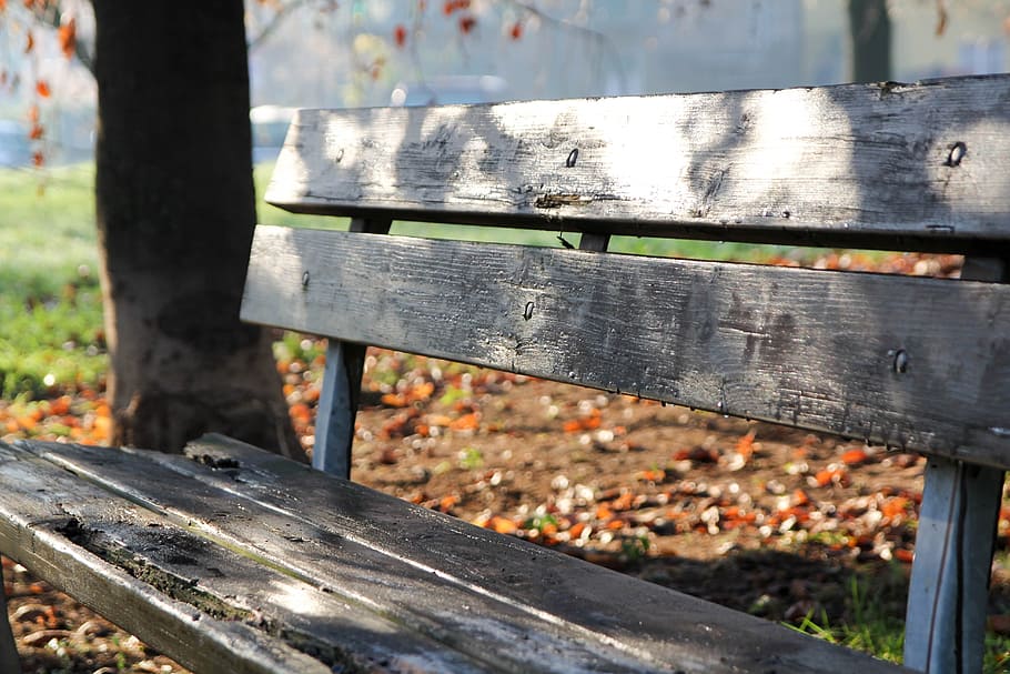 ベンチ, 木, 朝, 孤独, 公園, 座って, プラト, 木材-素材, 前景に焦点を当てる, 日