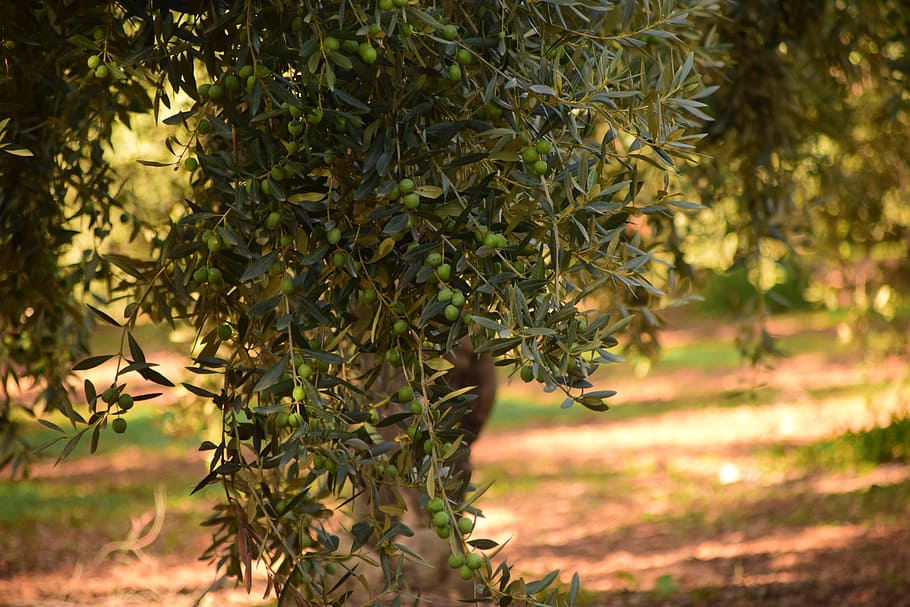selective, focus photography, green, plant, olives, olive tree, nature, tree, olive branch, old