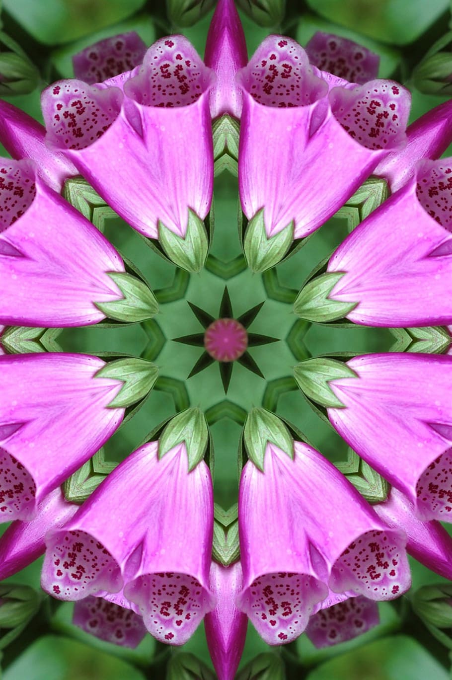 bunga, digitalis, pink, abstrak, latar belakang, kaledoskop, simetri, floral, tanaman berbunga, kesegaran