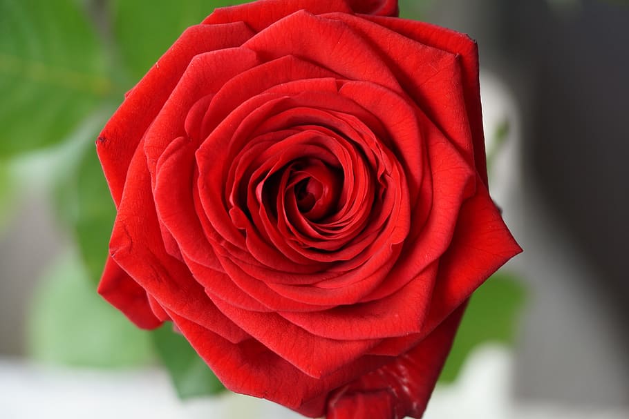 赤, バラ, 花, 愛, 赤いバラ, バラの花, ロマンチック, 与える, バレンタインの日, 結婚式の日