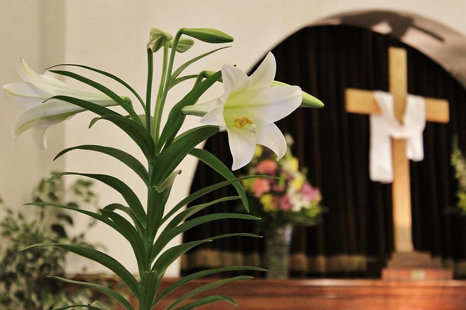 selective, focus photo, white, trumpet lily, brown, cross, statue, lily, church, easter
