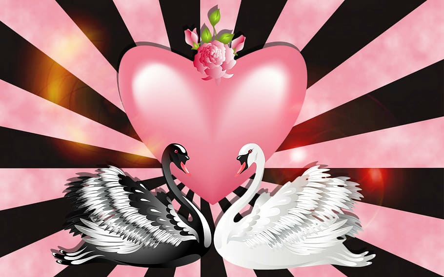 black, white, swans, pink, heart illustration, love, valentine's day, heart, in love, happiness