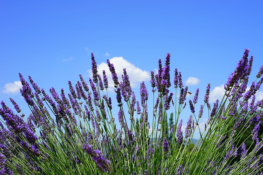 purple, flowers, blue, sky, lavender field, flora, floral, lavender, lavender flowers, dunkellia
