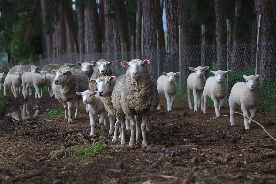 sheep, lamb, animal, herd, wildlife, soil, outdoor, wire, fence, group of animals