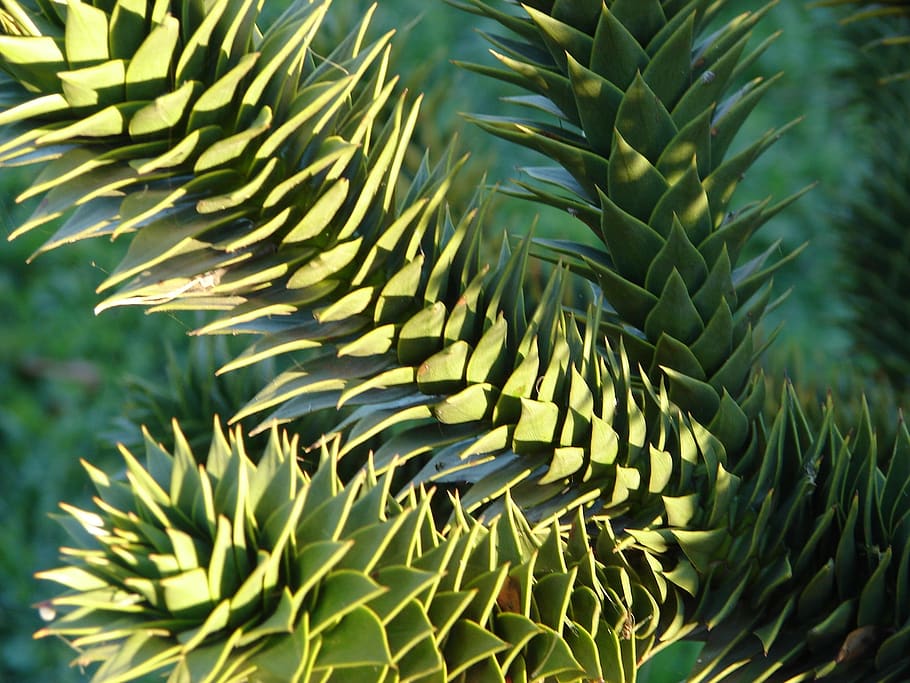 araucaria, plant, tree, evergreen, leaves, nature, flora, botany, green color, leaf