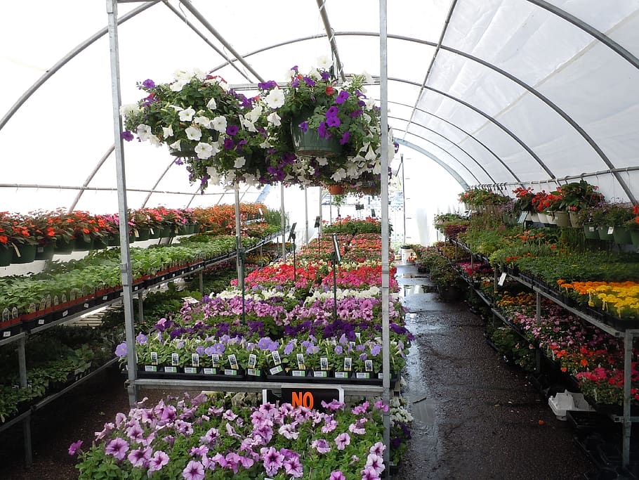 flowers, greenhouse, colorful, flora, florist, nursery, floral, blossom, garden, gardening