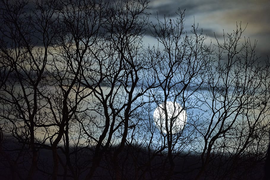 tree, wood, landscape, nature, wallpaper, moon, night, sky, cloud, shadow