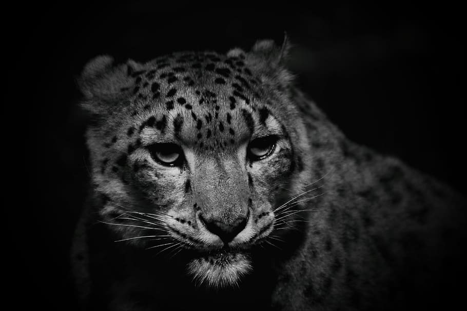 grayscale photo, leopard, snow leopard, cat, nature, hunter, threatened ...