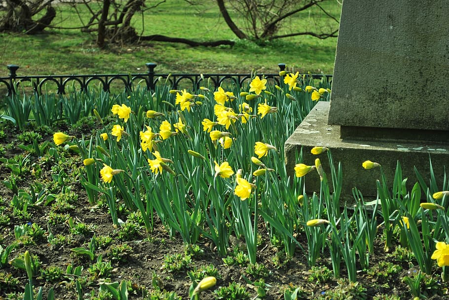 Нарцисс цветочный магазин. Весенние лужайки нарциссов. Нарциссы на газоне фото. Lawn with Daffodils.