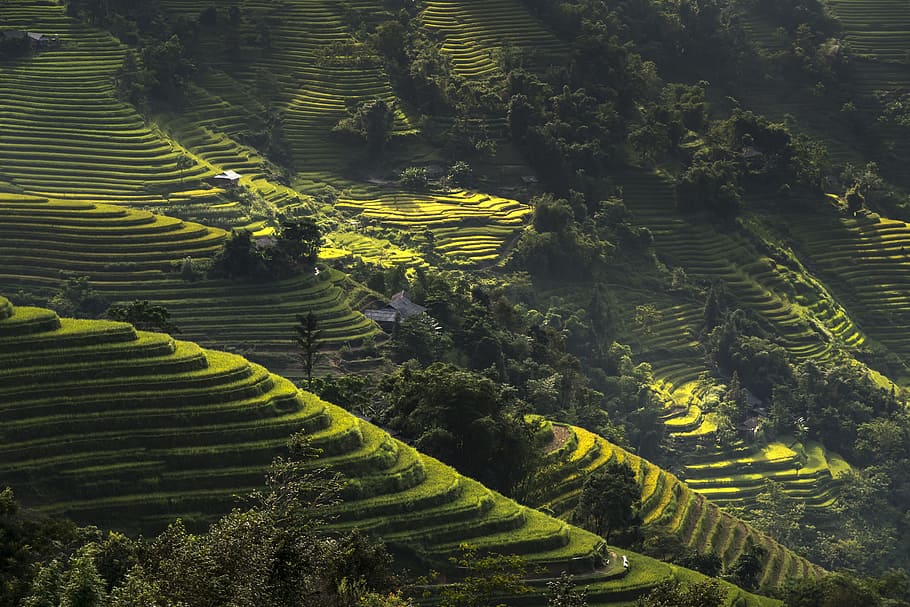 machu picchu, peru, vietnam, rice, rice field, ha giang, terraces, hoang su phi, travel, the landscape, natural