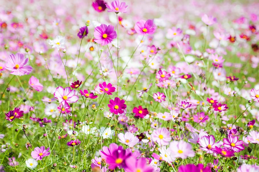 selective, focus photo, purple, petaled flowers, cosmos field, cosmos wind, autumn cosmos, flower fields, grass, meadow