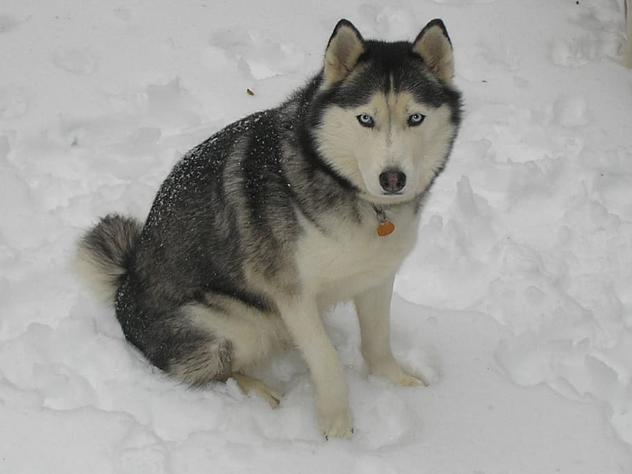 husky, salju husky, musim dingin, anjing, kereta luncur Anjing, salju, hewan peliharaan, hewan, siberian Husky, lucu