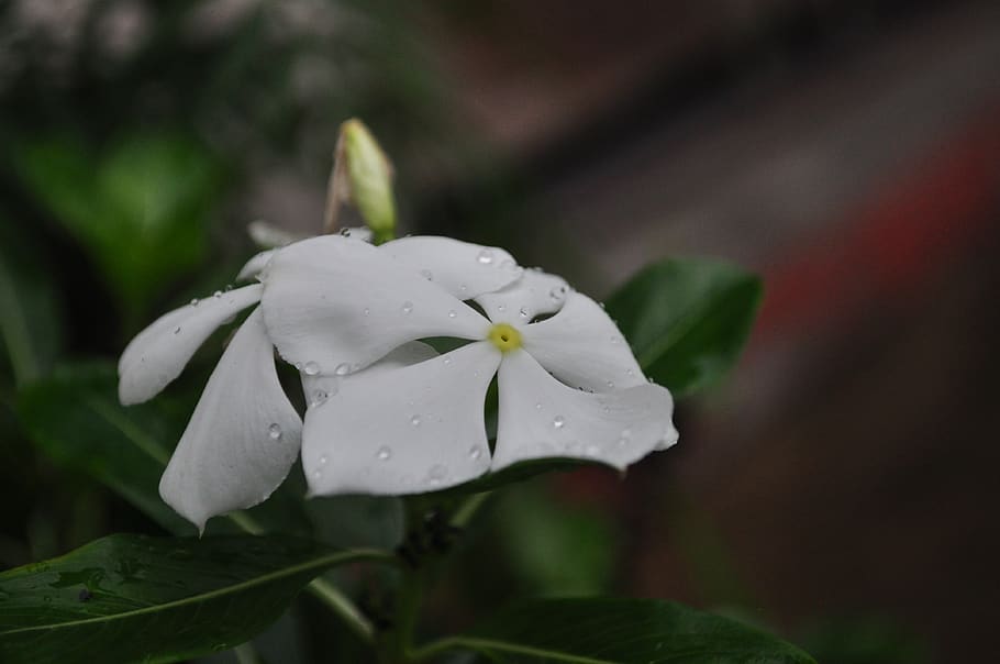flower, white, watercress, nature, original image, macro, petal, plant, flowering plant, beauty in nature