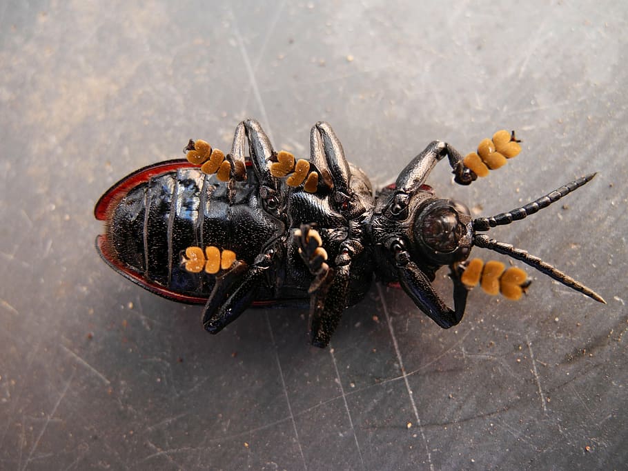 escarabajo, escarabajos, insecto, vida silvestre, error, brillante, pequeño, delicado, frágil, antenas