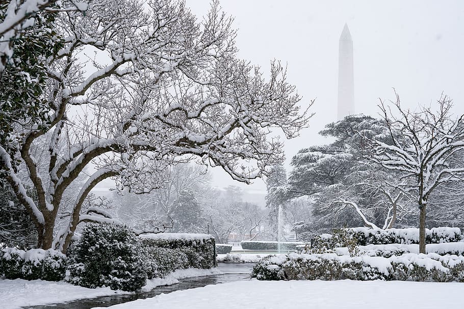 White House, Grounds, Covered, Snow, January 13, trees covered with snow, tree, winter, plant, cold temperature