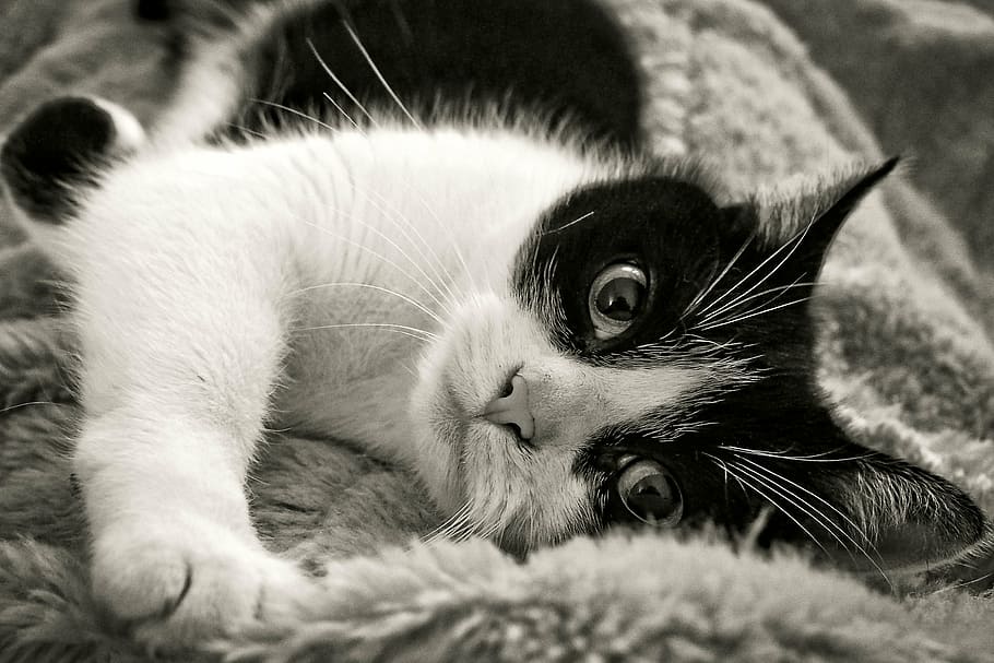 grayscale photography, cat, lying, gray, textile, animal, pet, domestic cat, cat's eyes, nature