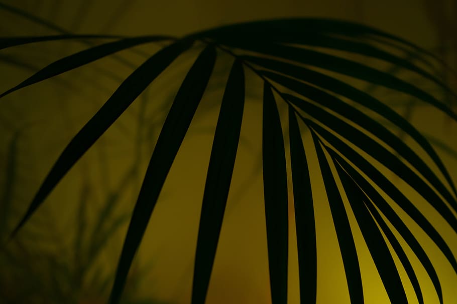 green leafed plant, Palm, Diffuse, Hip, Hipster, Fog, art, neon, color, disco