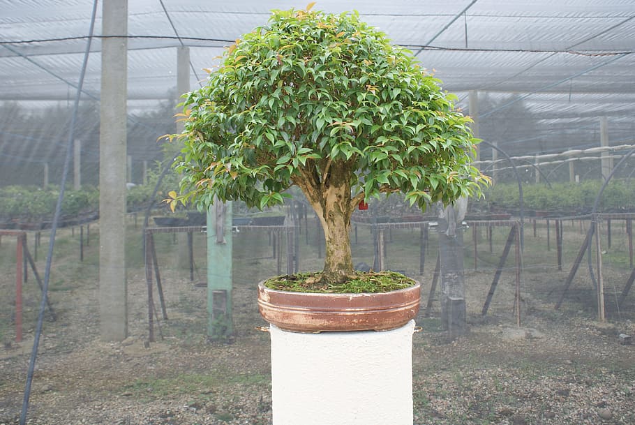bonsai, flying, tree, plant, miniature, dream, trunk, small, growth, greenhouse