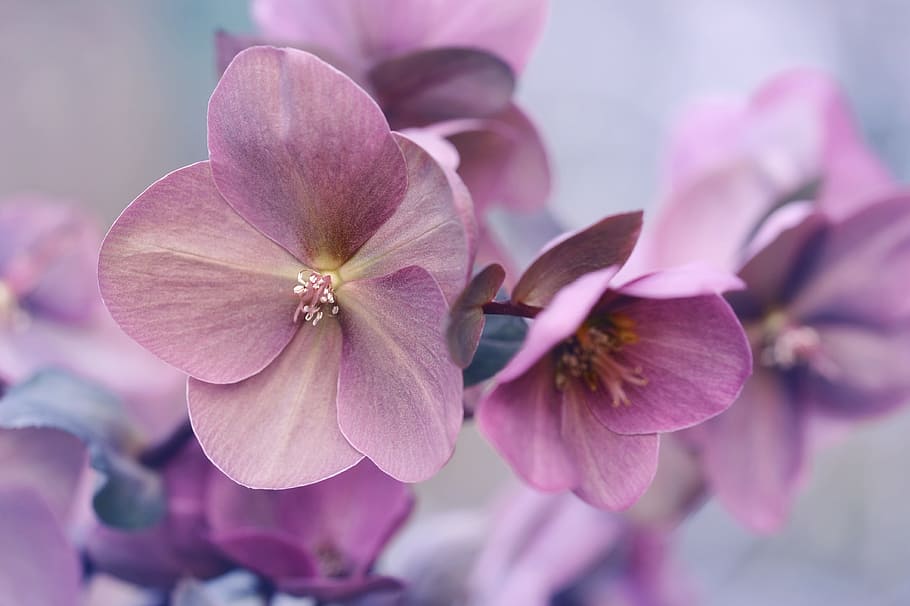 selective, focus photograph, purple, hydrangea flower, bloom, flower, plant, nature, garden, petal