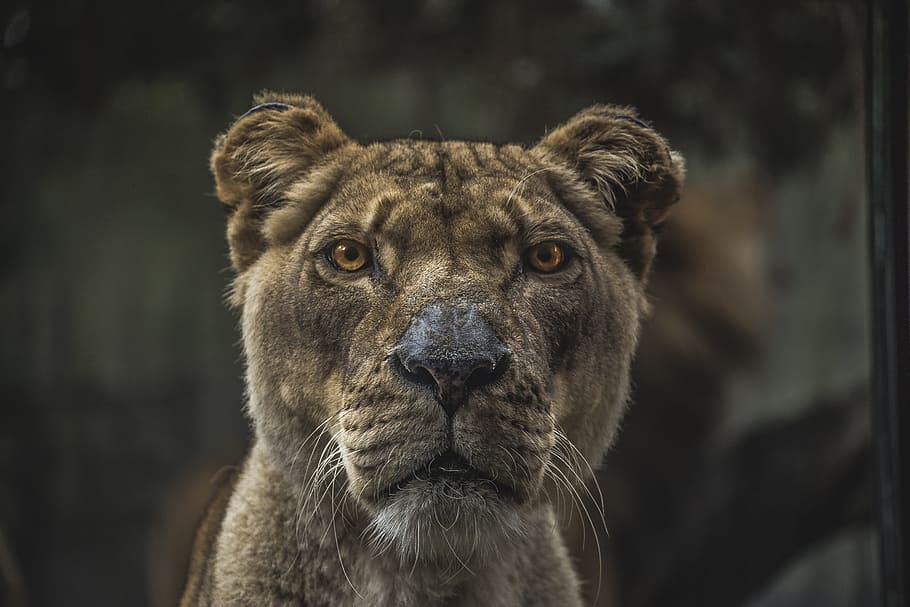 brown lioness, animals, feline, cats, lions, fierce, whiskers, eyes, muzzle, still