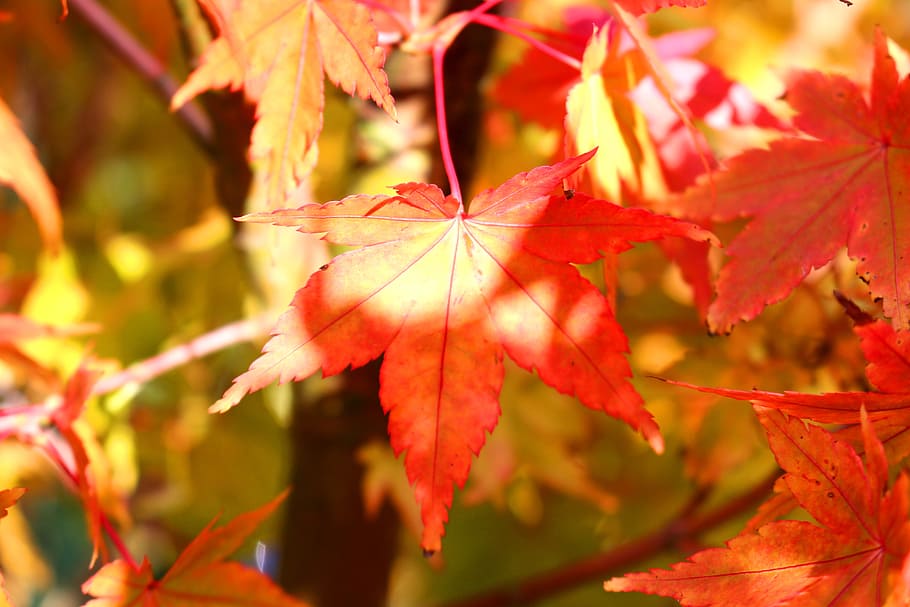 hojas rojas, follaje de otoño, color de otoño, arce, otoño, cambio, parte de la planta, hoja, hoja de arce, rojo