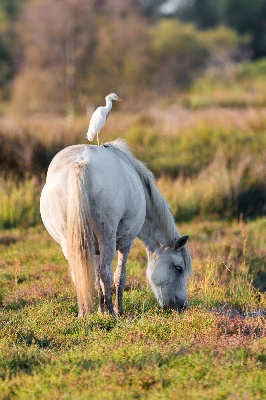 yellow, beak, white, bird, horse, daytime, cattle egret, white horse, move, rear