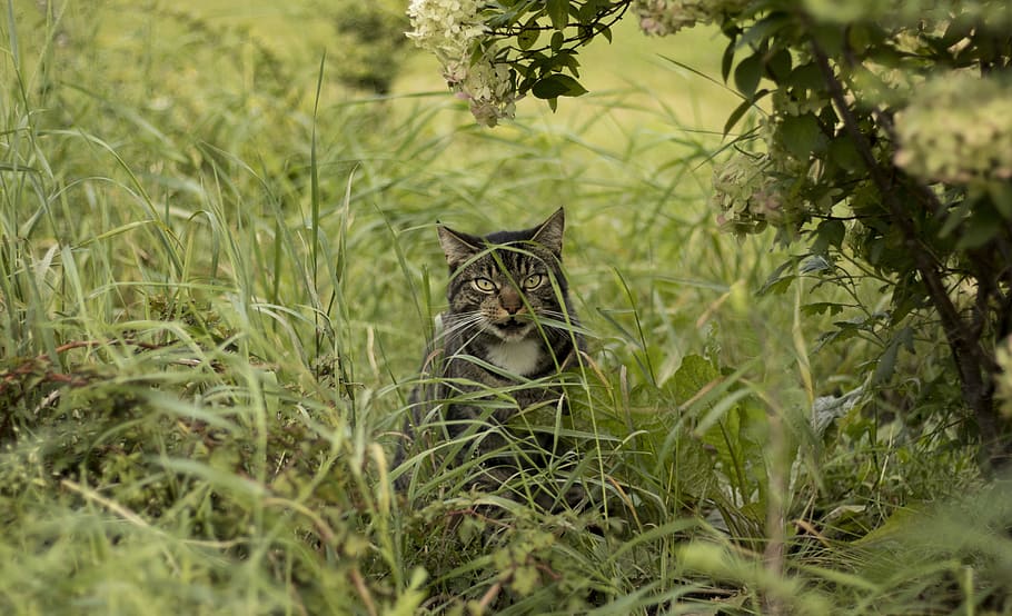 cat, grass, bush, lurking, sneak, hunts, hunt, domestic cat, green, hiss