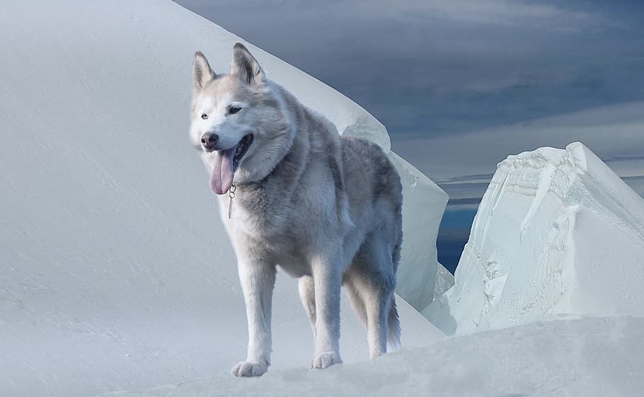 adult siberian husky, Husky, Dog, Glacier, Ice, Ice Age, Winter, glacier, climate, cold, snow