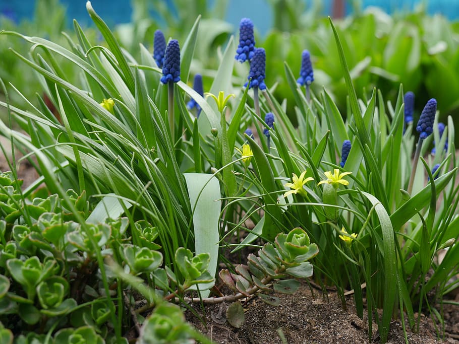 primavera, despertar, las primeras flores, primaveras, crecimiento, planta,  flor, belleza en la naturaleza, campo, planta floreciendo | Pxfuel