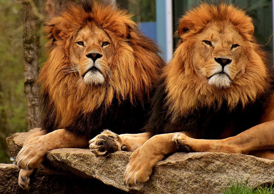 two adult lions, lion, predator, dangerous, mane, cat, male, zoo, wild animal, africa