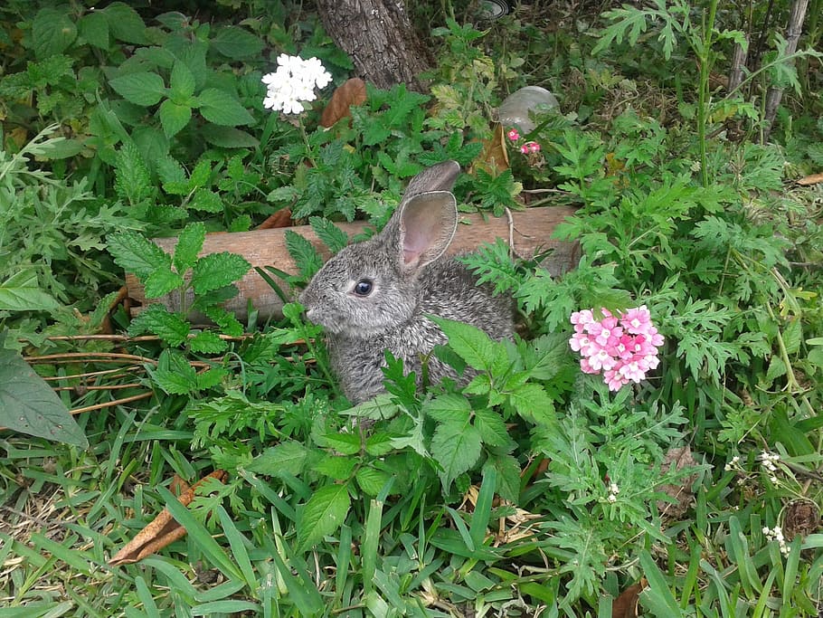 Rabbit, Flower, Natura, Nature, flowers, garden, spring, one animal, plant, green color