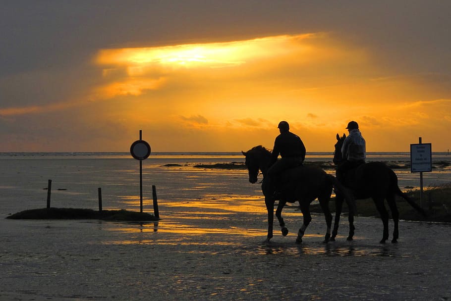 Ride, Reiter, Horses, North Sea, Sunset, nordfriesland, dike, beach, horse, sea