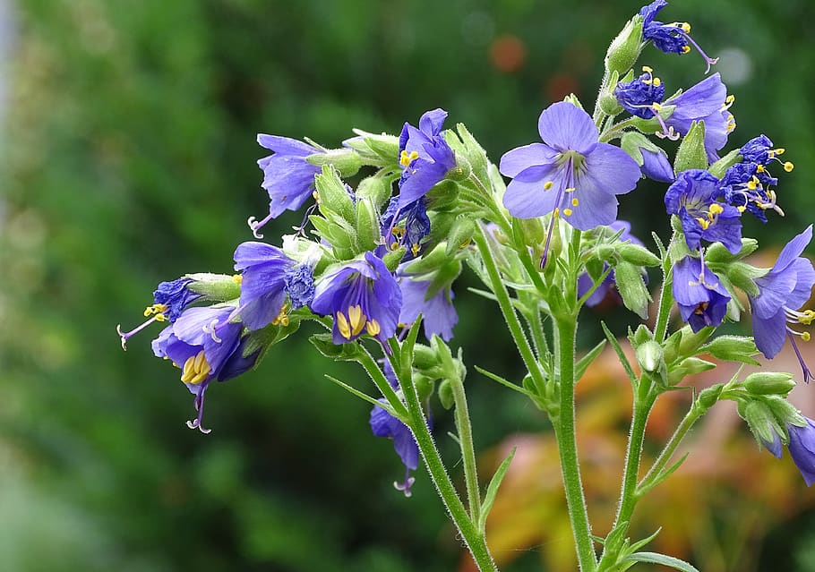 jacob's ladder, sky ladder plant, polemonium, violet, light purple, greek valerian, cottage garden, perbungaan, blossom, bloom