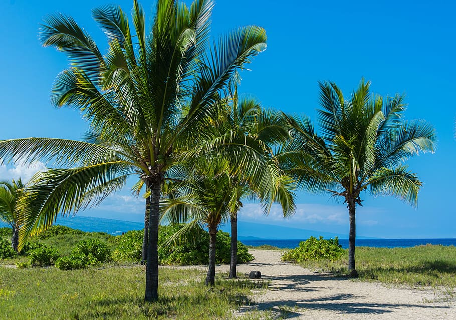 palm trees, hawaii, blue, pal, hawaii beach, ocean, beach, travel, water, vacation