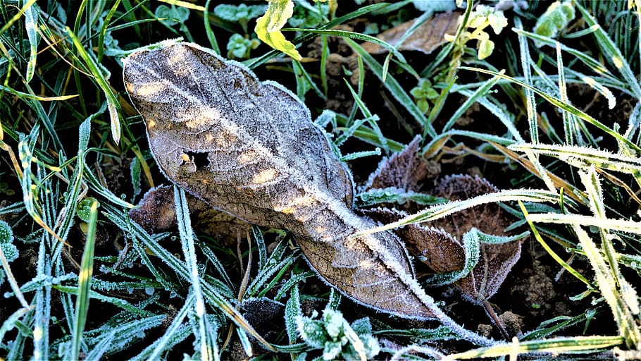 winter, background, nature, landscape, grass, leaves, brown-green-and-white, drop of water, zing temperatures, frozen