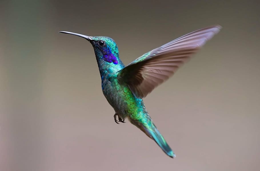 緑, 紫, 鳥の置物, ハチドリ, 鳥, trochilidae, フライ, 春のドレス, カラフル, 虹色