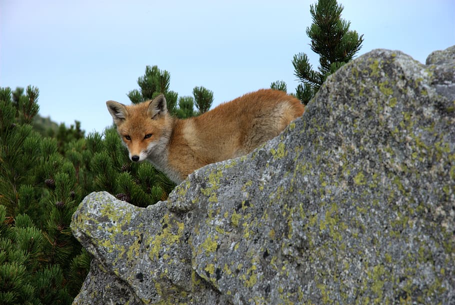 brown, fox, top, gray, rocks, on top, gray rocks, animal, predator, slovakia