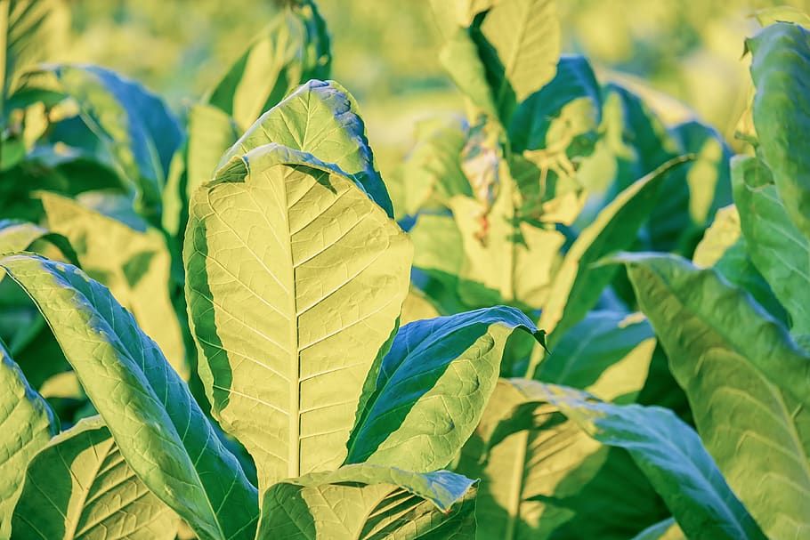 tobacco, nicotiana tabacum, leaves, nicotiana, plant, nightshade, krautig, nicotine, agriculture, cultivation