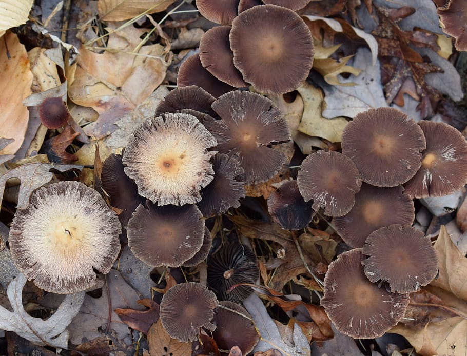 dark, mushroom colony, mushrooms, Brown, Mushroom, Colony, dark brown mushroom colony, fungi, forest floor, winter
