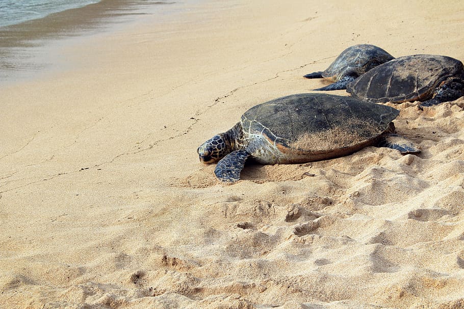 tres, tortugas marinas, orilla del mar, mar, tortuga, blanco, arena, cerca, playa, durante el día