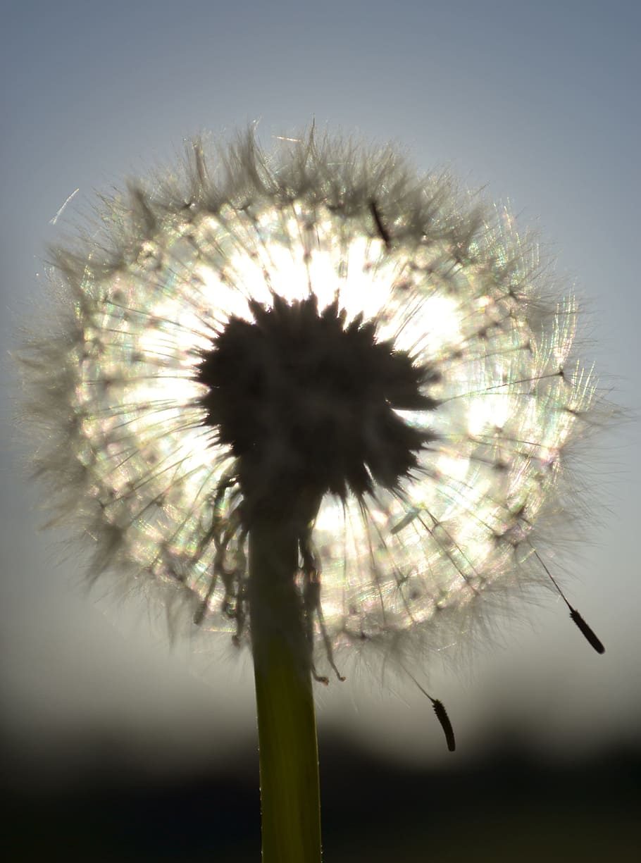 dandelion putih, Dandelion, Make A Wish, Blow, berharap, seed, field, outdoor, padang rumput, bloom