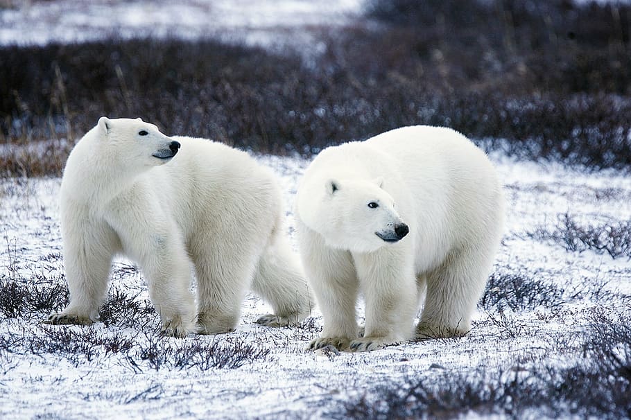 dua, kutub, beruang, lapangan salju, margasatwa, salju, alam, liar, mamalia, predator