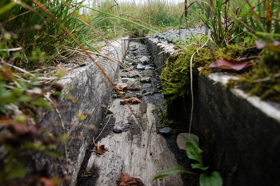 gutter, wood, water, rain, grass, old, wood tray, irrigation, gully, plant