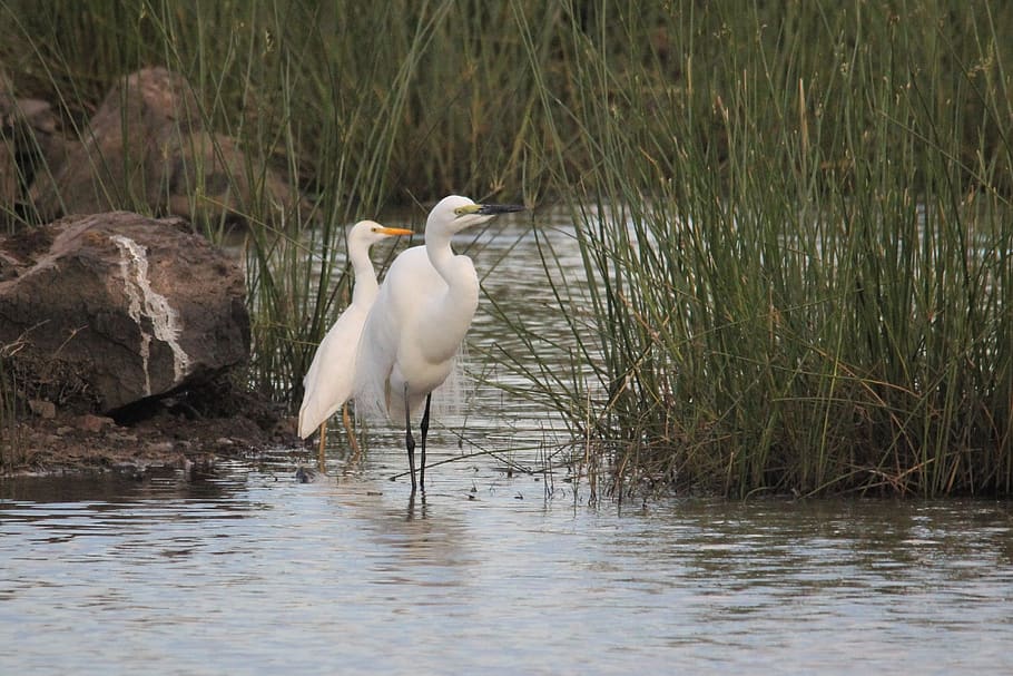 egret, reeds, male, female, bird, watching, heron, spotting, reflection, white