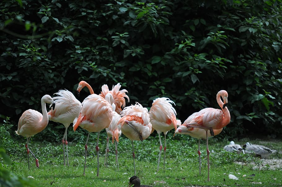 flamingos, zoo, pink, bird, pink flamingos, group of animals, animal themes, animal, vertebrate, plant