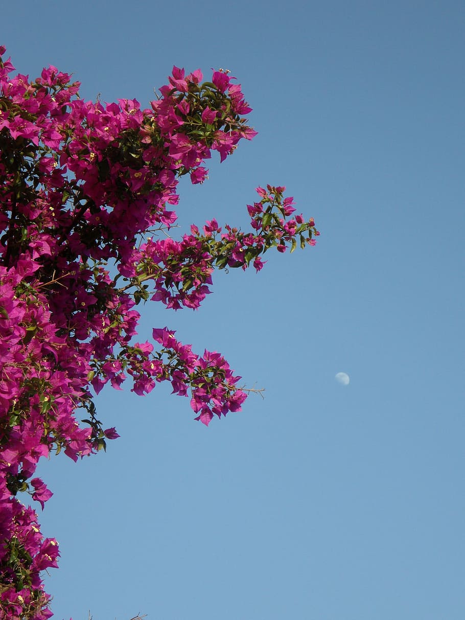 flores de buganvílias cor de rosa, buganvílias, céu, lua, mediterrâneo, verão, bouganville, bougainville, planta de quatro horas, flor tripla