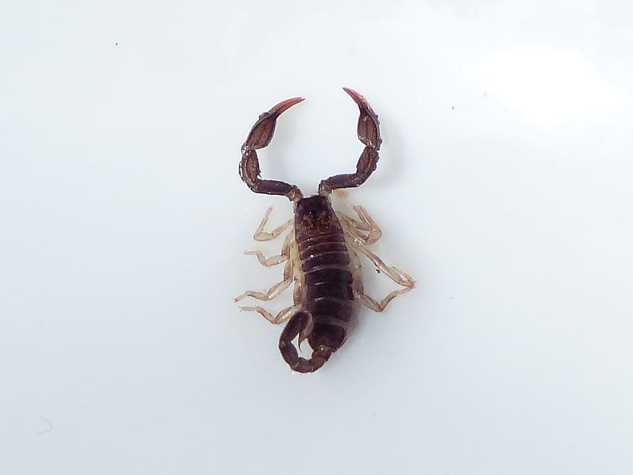 brown scorpion, Scorpio, Animal, Sting, Toxic, euscorpius italicus, chactidae, scorpiones, arachnid, arachnida
